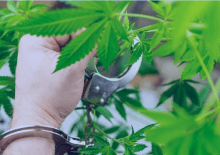 How Many Marijuana Arrests in New Jersey.png