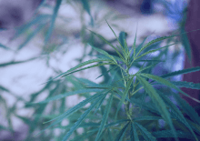 New Jersey Marijuana Tax Revenue 2025.png